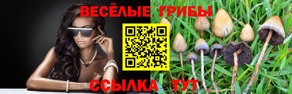 Псилоцибиновые грибы Magic Shrooms  Галлюциногенные грибы Psilocybe  Сосновый Бор  Вход с VPN 