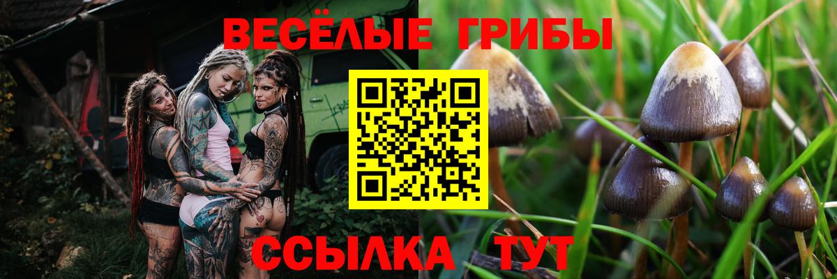 Псилоцибиновые грибы Psilocybine cubensis Сосновый Бор